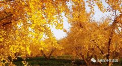 初冬打卡龙寺生态园，古银杏树身披金甲美了数